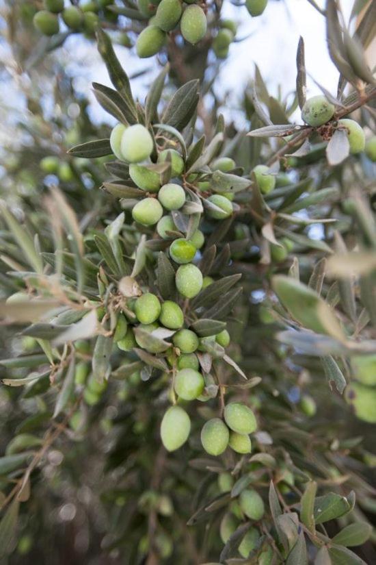 Glaro Garden Hotel Agia Trias Εξωτερικό φωτογραφία